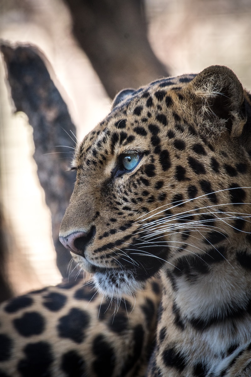 tête de léopard, l'animalité